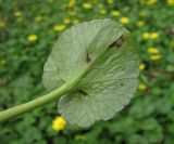 Ficaria calthifolia. Лист с поражениями (вид снизу). Краснодарский край, Абинский р-н, окр. пос. Ахтырский, лес. 24.03.2016.