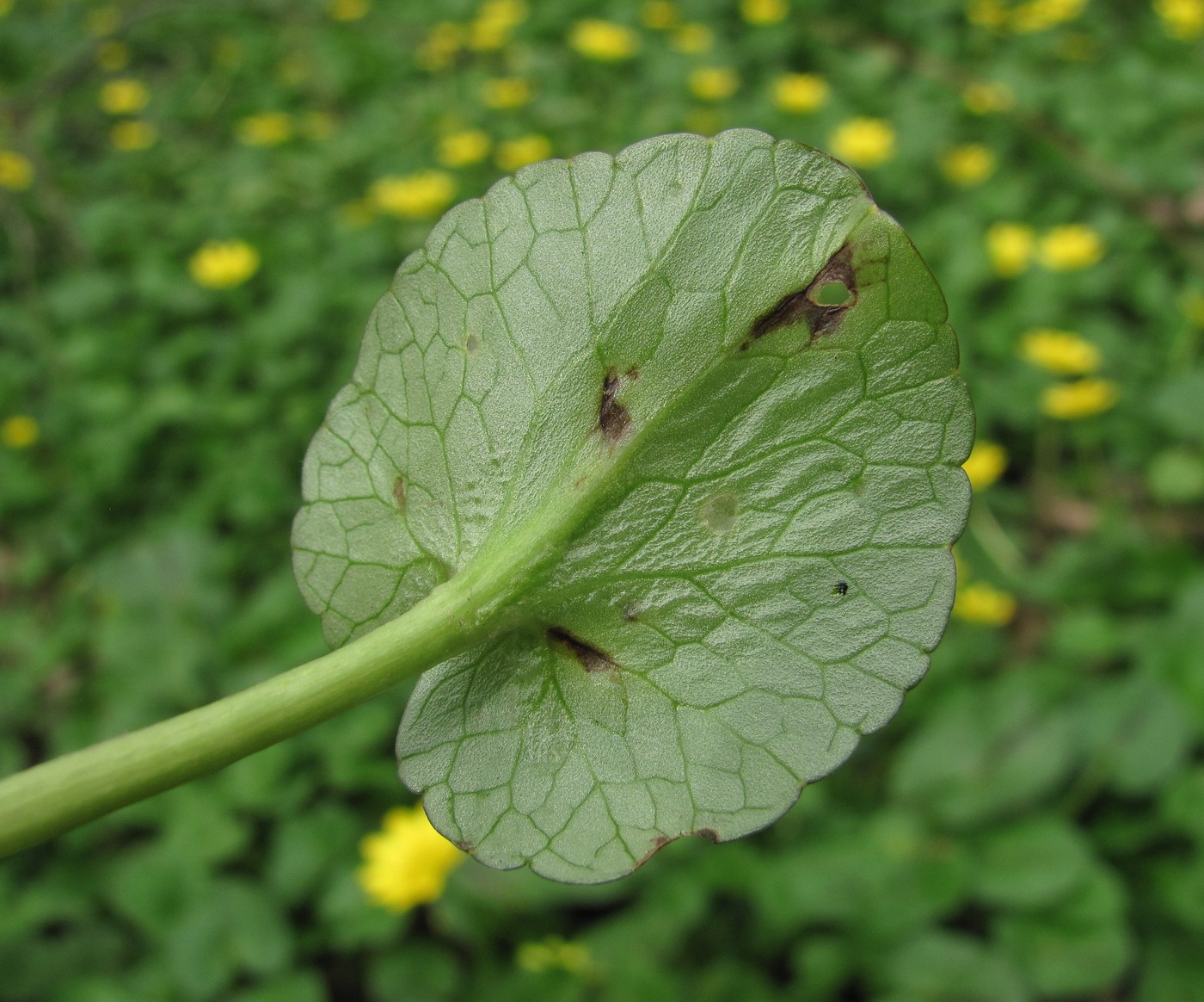 Image of Ficaria calthifolia specimen.