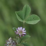 Trifolium resupinatum