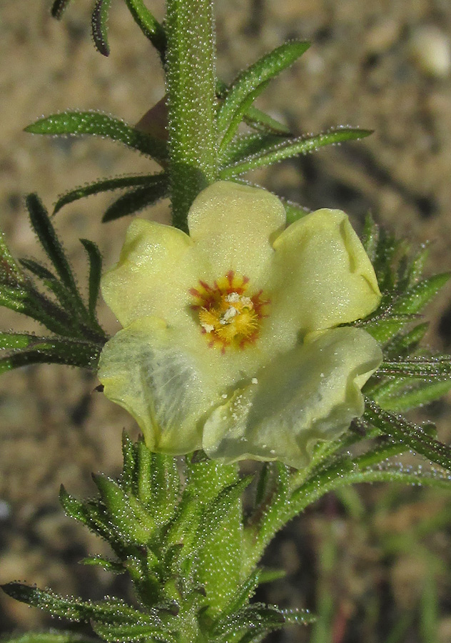 Image of Verbascum orientale specimen.