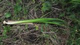 Allium decipiens. Выкопанное зацветающее растение. Краснодарский край, м/о г. Геленджик, хр. Маркотх, гора Солдатская, ≈ 630 м н.у.м., горный луг. 09.05.2016.