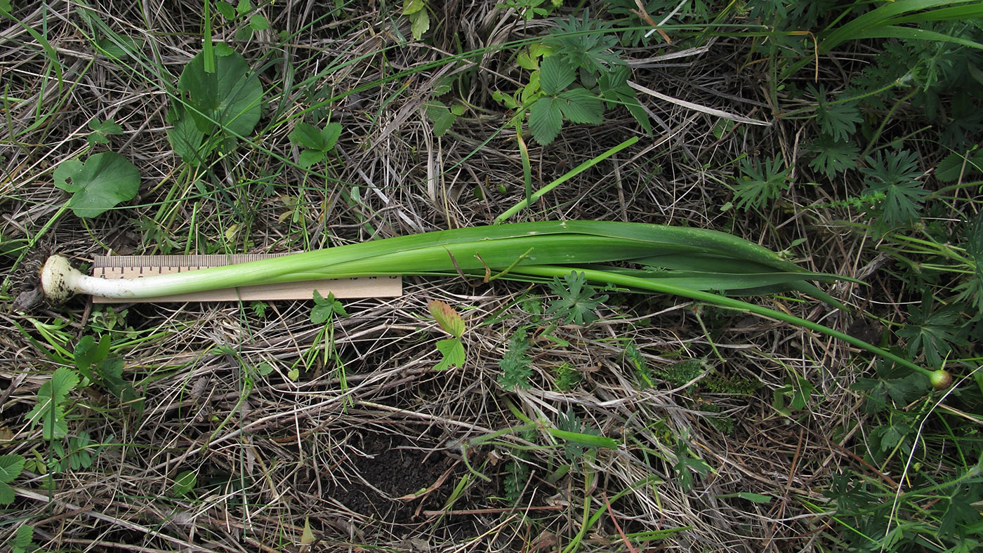 Image of Allium decipiens specimen.