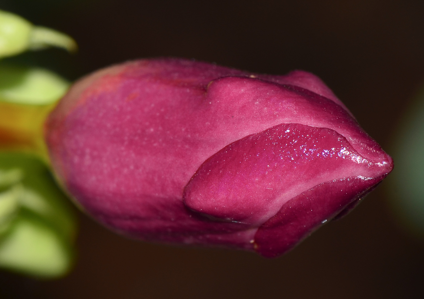Image of Allamanda blanchetii specimen.