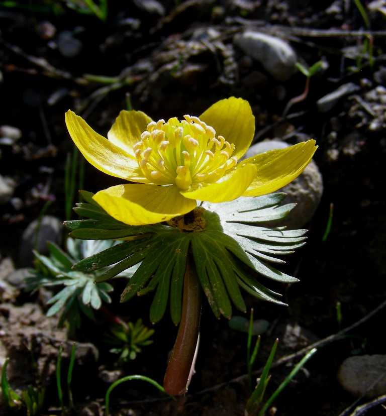 Image of Eranthis longistipitata specimen.
