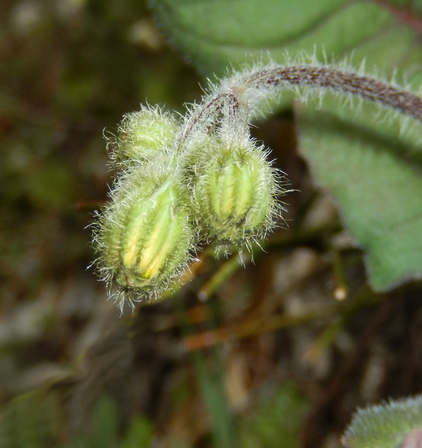 Image of Lagoseris sancta specimen.