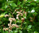 Salix starkeana. Верхушка побега с листьями и созревшими соплодиями. Московская обл., Раменский р-н, окр. ж.-д. платформы Хрипань, просека под ЛЭП. 08.06.2016.