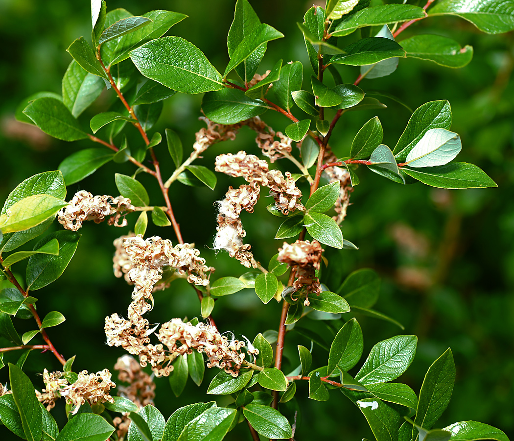Изображение особи Salix starkeana.