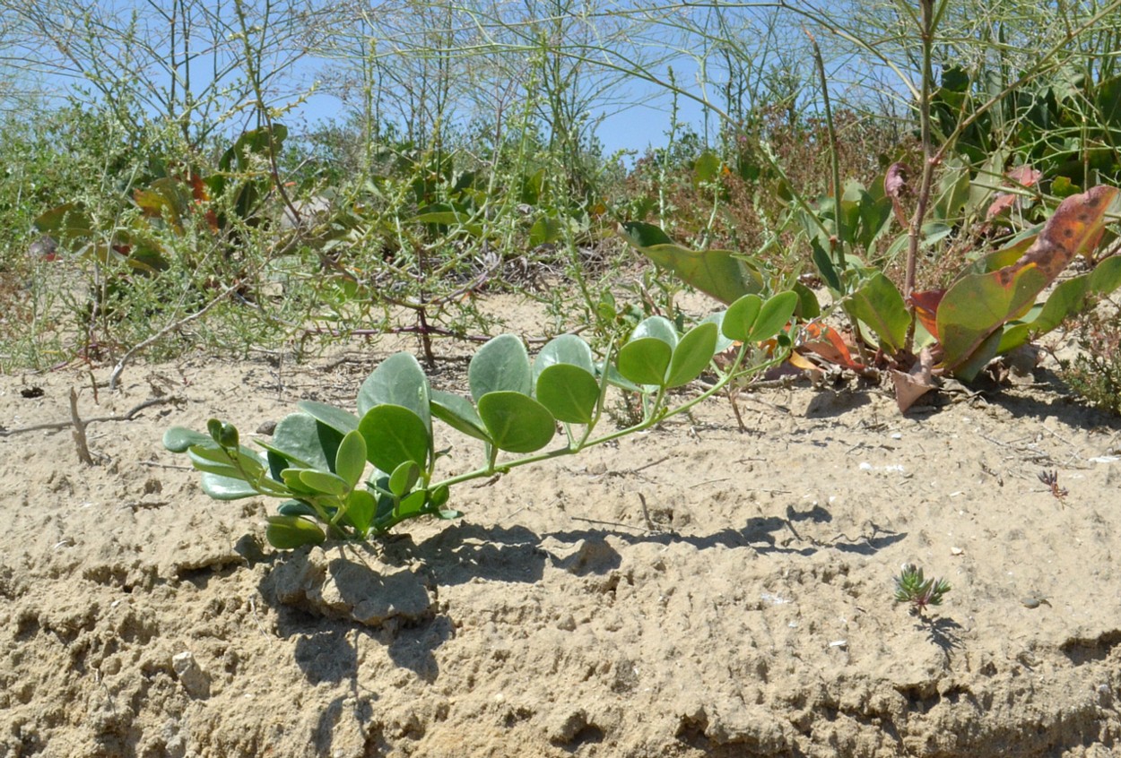 Image of Zygophyllum fabago specimen.