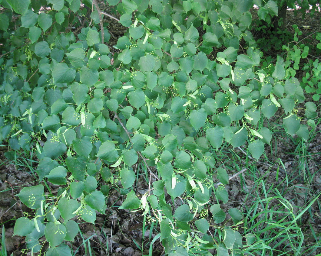 Изображение особи Tilia cordata.