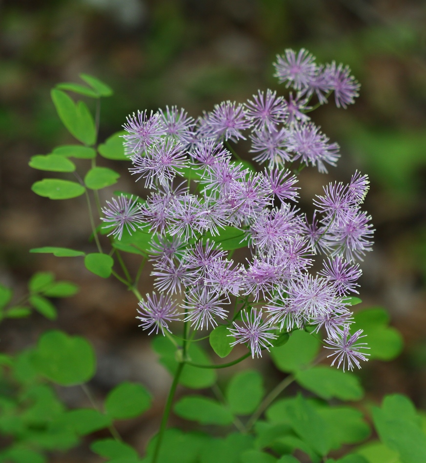 Изображение особи Thalictrum contortum.