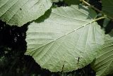 Corylus avellana