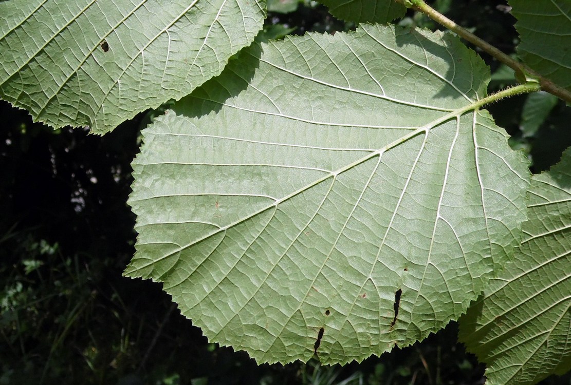 Изображение особи Corylus avellana.