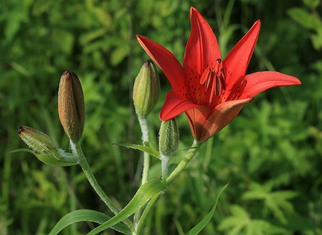 Image of Lilium pensylvanicum specimen.