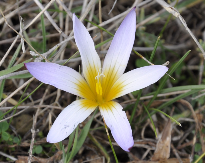 Image of Romulea bulbocodium specimen.