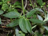 Scrophularia umbrosa
