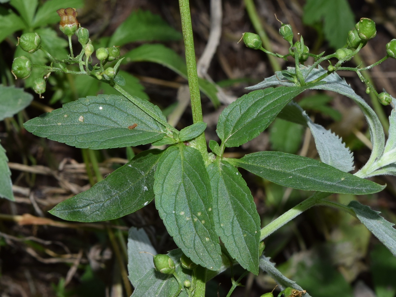 Изображение особи Scrophularia umbrosa.