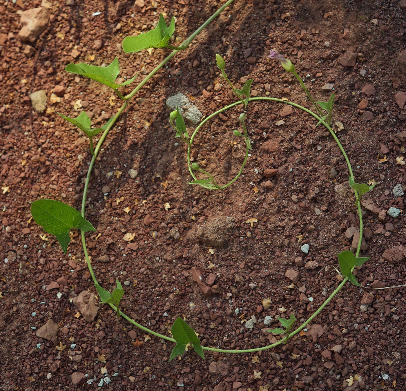 Image of Convolvulus arvensis specimen.