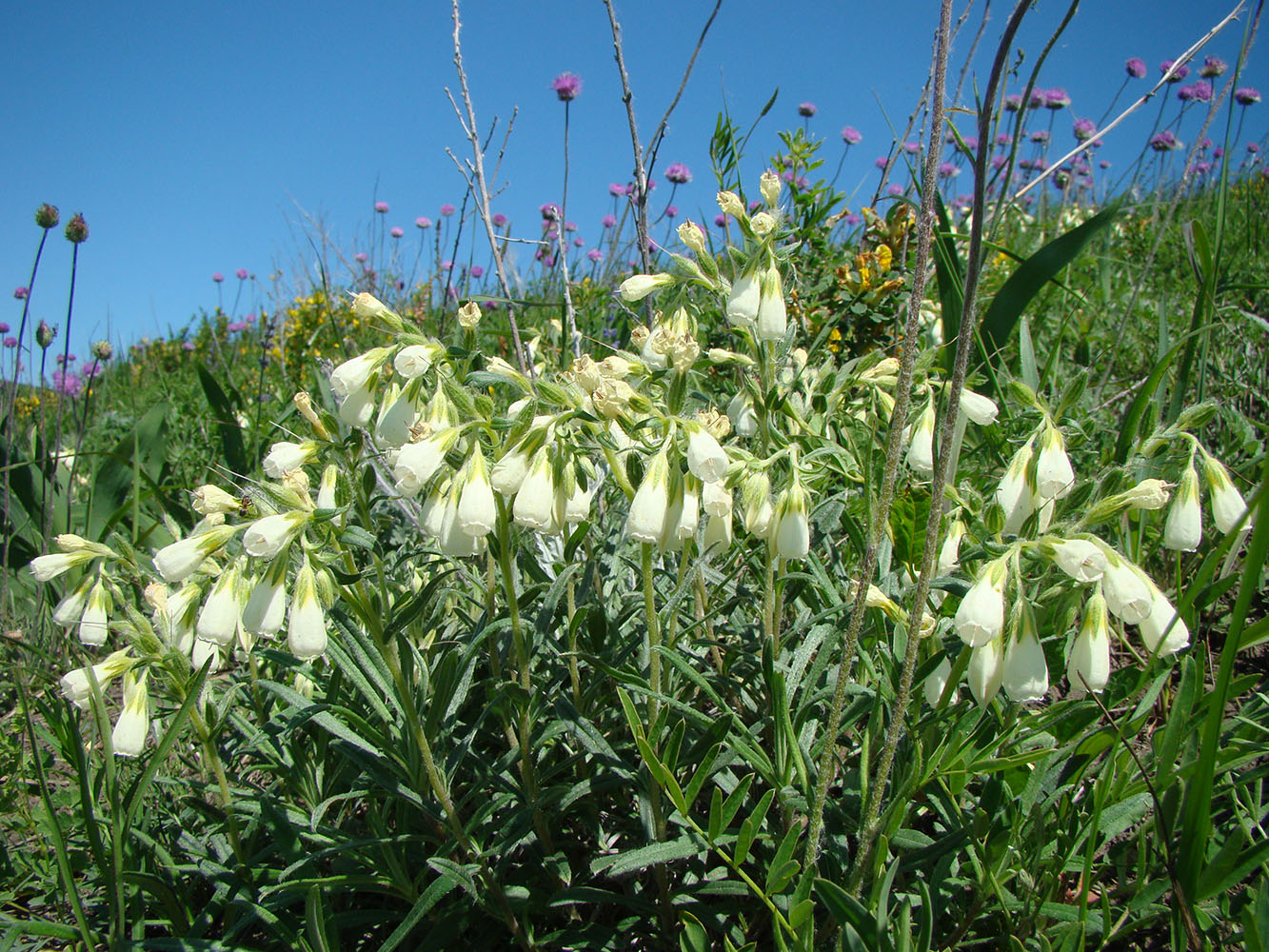 Изображение особи Onosma volgensis.