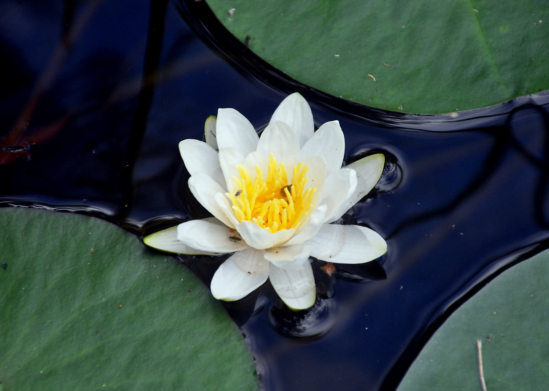 Image of Nymphaea candida specimen.