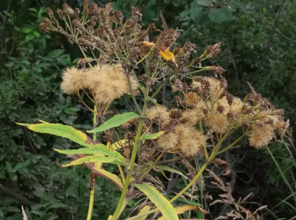 Image of Senecio cannabifolius specimen.