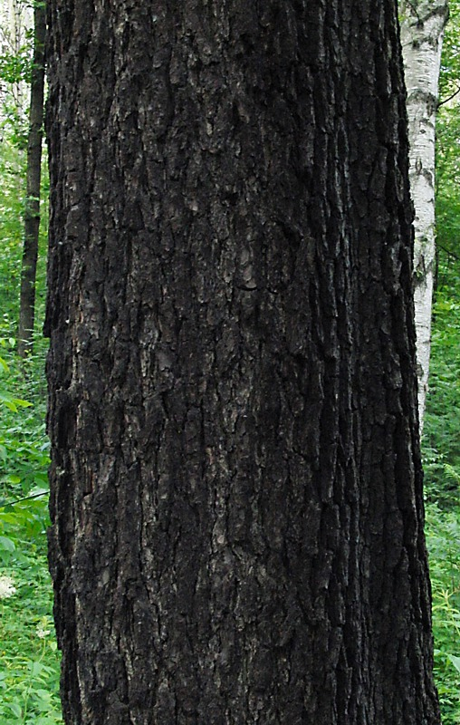 Image of Alnus glutinosa specimen.