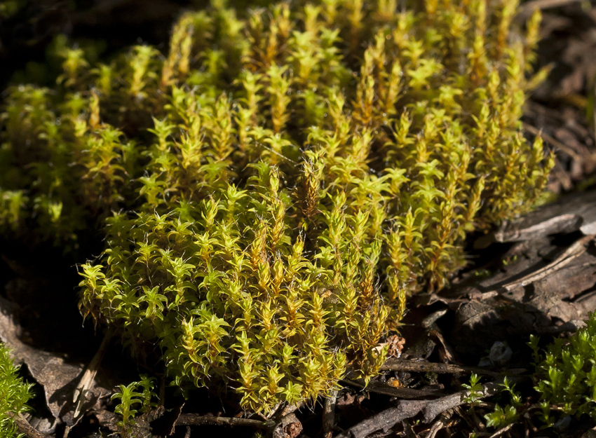 Изображение особи Syntrichia ruralis.