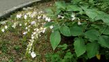 Desmodium elegans