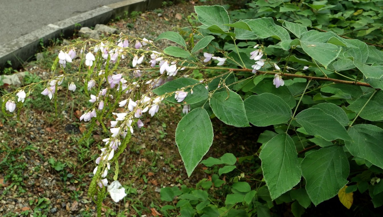 Image of Desmodium elegans specimen.