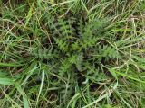 Cirsium palustre