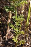 Anthemis monantha