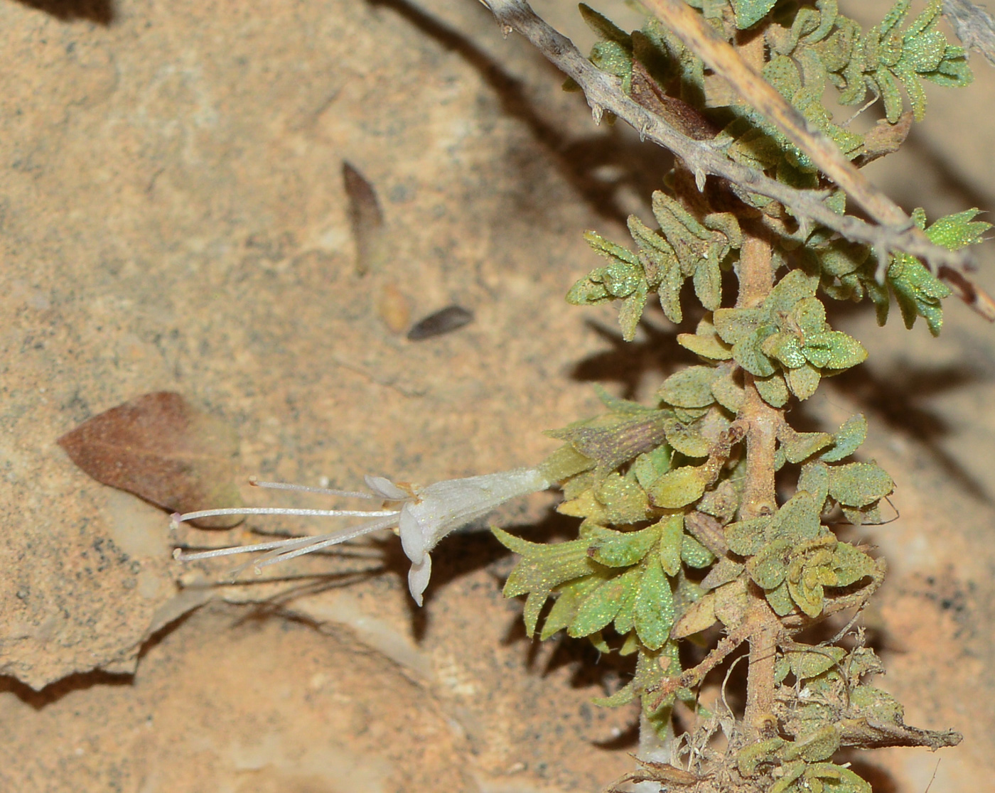 Image of Origanum dayi specimen.