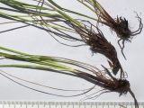 Carex kotschyana