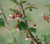 Cotoneaster melanocarpus. Часть веточки с цветками и листьями. Иркутская обл., Иркутский р-н, окр. дер. Жердовка, луг. 16.06.2016.