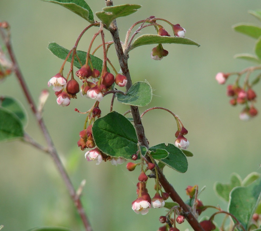 Изображение особи Cotoneaster melanocarpus.