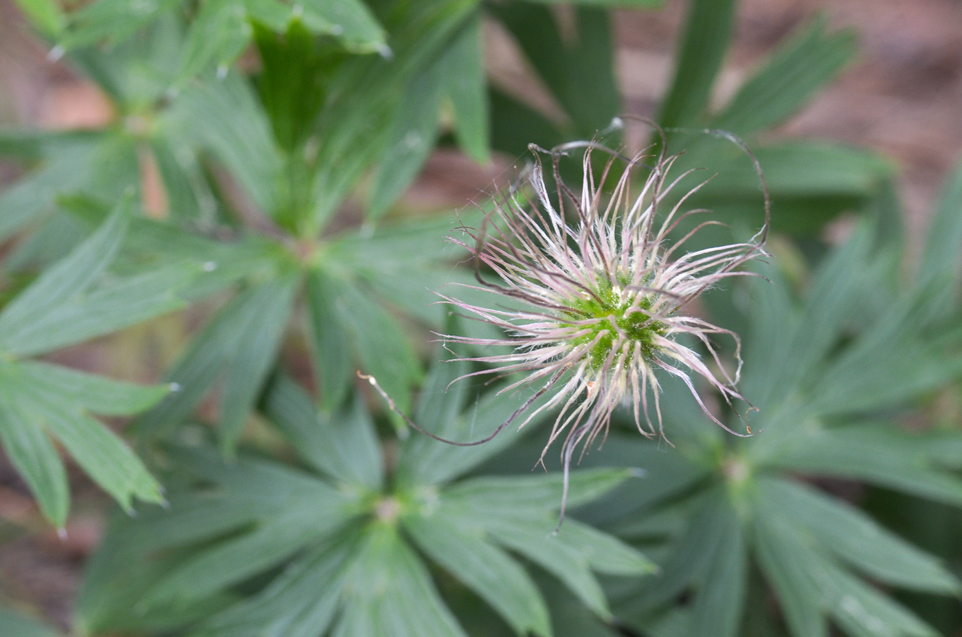 Изображение особи Pulsatilla patens.