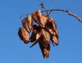 Koelreuteria paniculata. Соплодие. Украина, г. Запорожье, ЦПКиО \"Дубовая роща\". 22.02.2015.