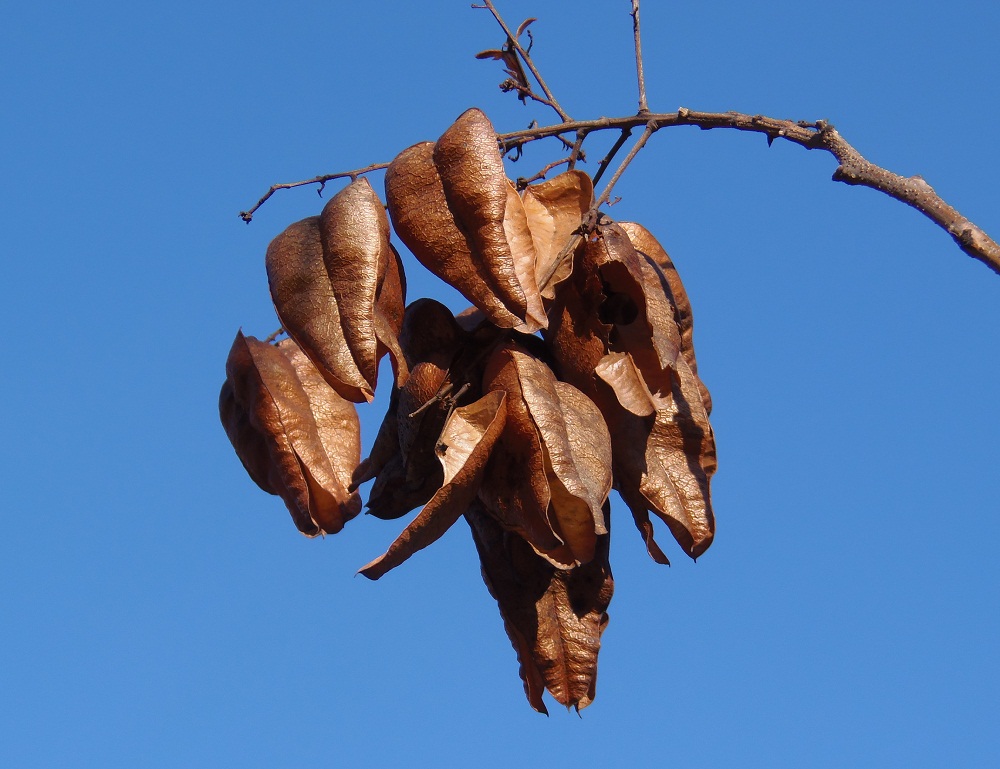 Image of Koelreuteria paniculata specimen.