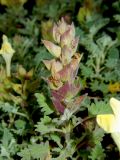 View full-size image Scutellaria novorossica