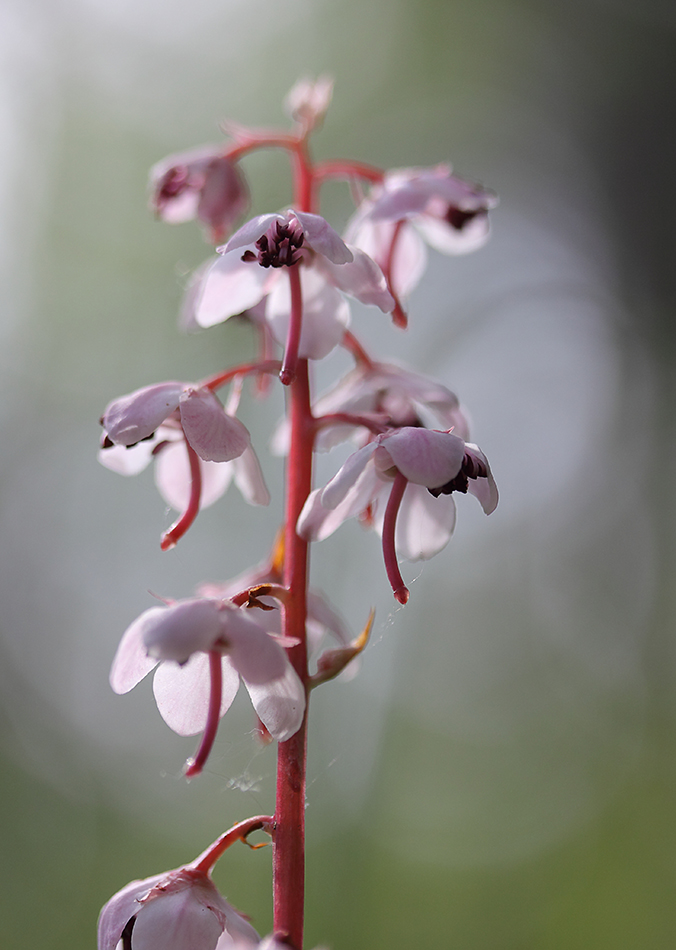 Image of Pyrola incarnata specimen.