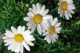 Argyranthemum frutescens