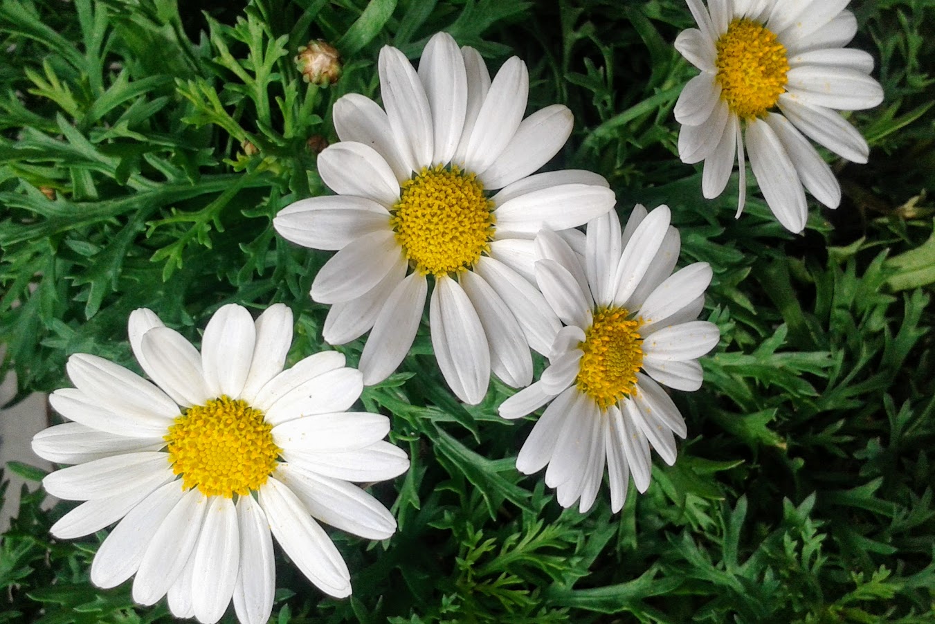 Изображение особи Argyranthemum frutescens.