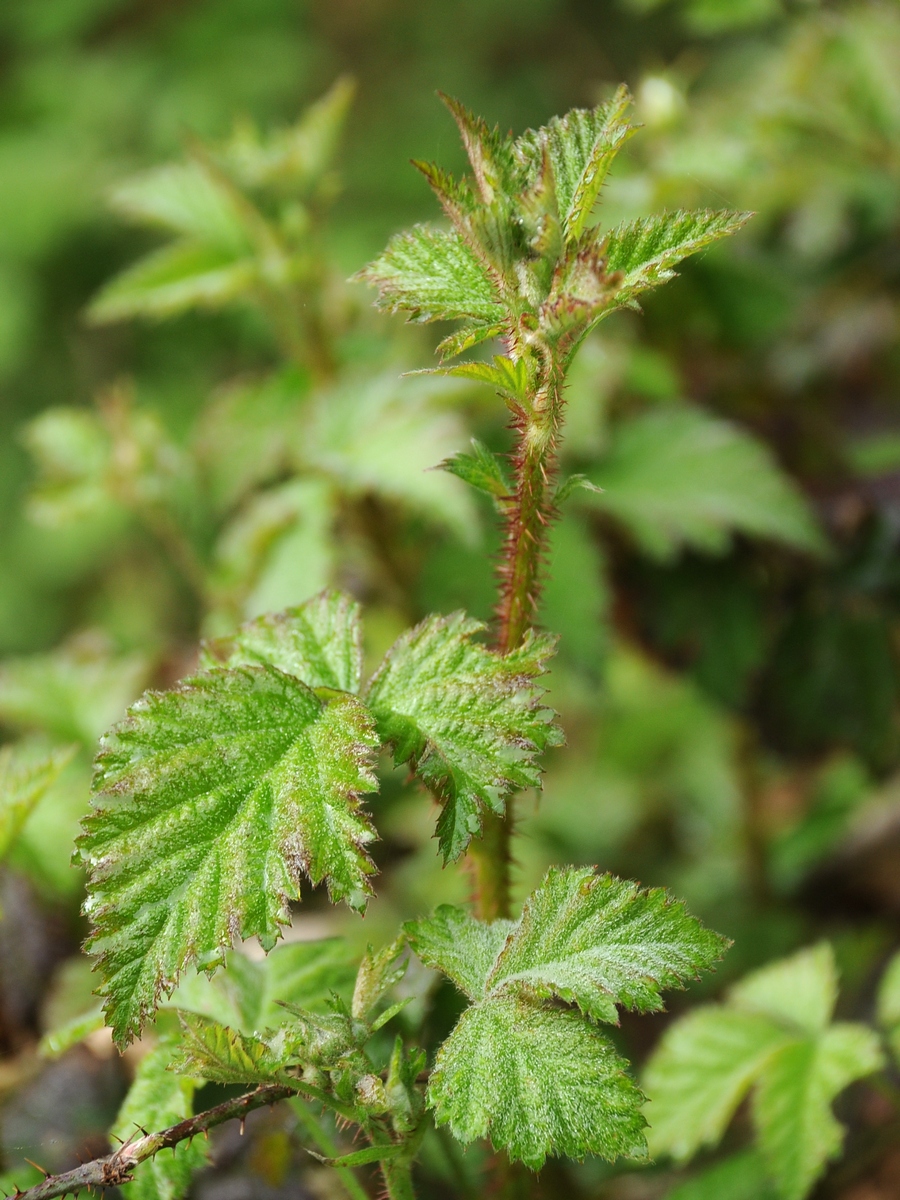 Image of Rubus ursinus specimen.