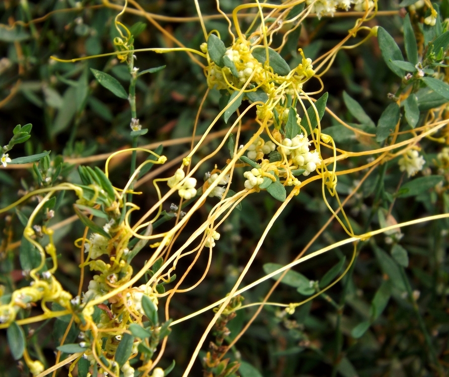 Image of Cuscuta cesatiana specimen.