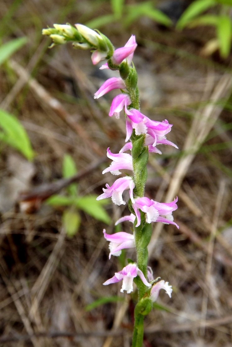 Изображение особи Spiranthes australis.