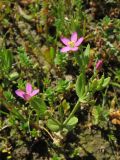 Centaurium pulchellum