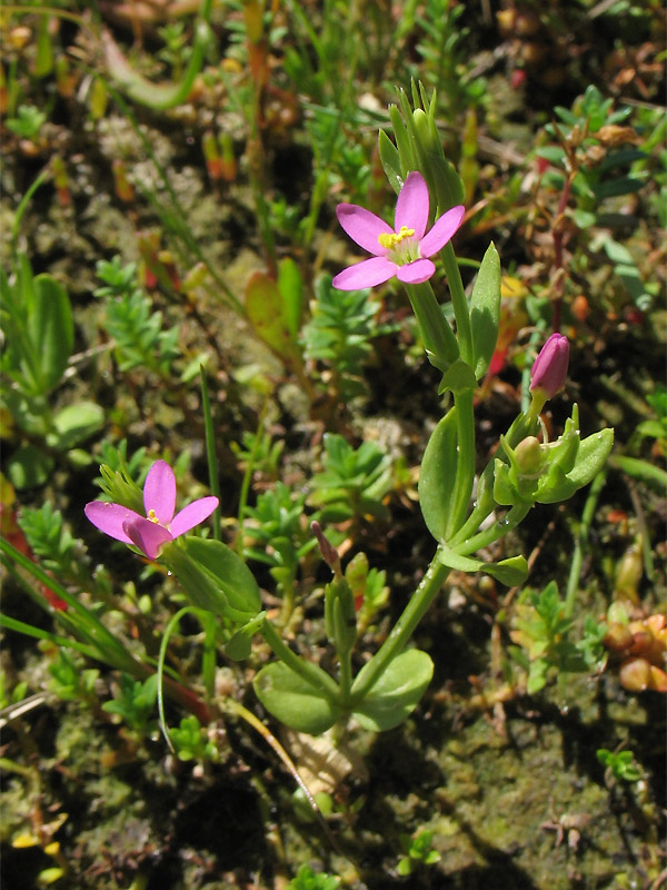 Изображение особи Centaurium pulchellum.