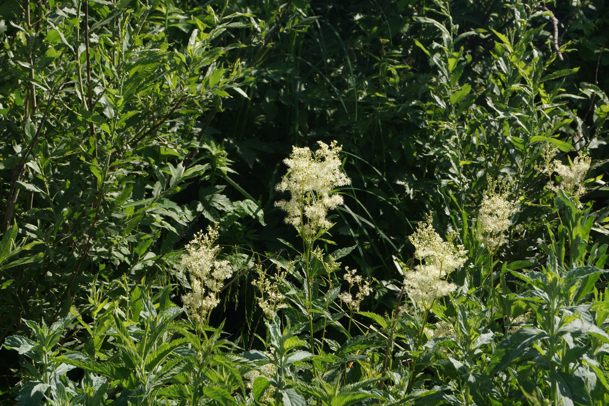 Изображение особи Filipendula ulmaria.