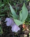 Fritillaria alburyana