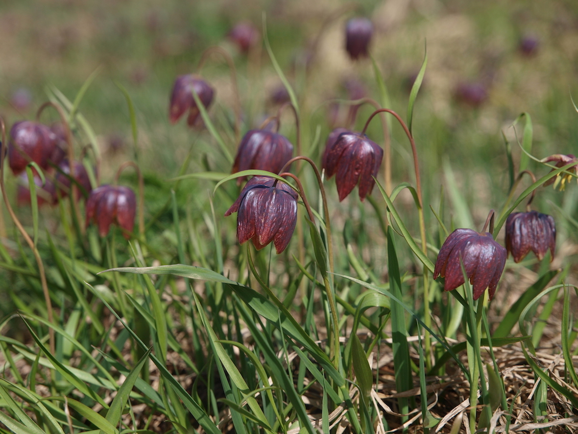 Image of Fritillaria meleagris specimen.
