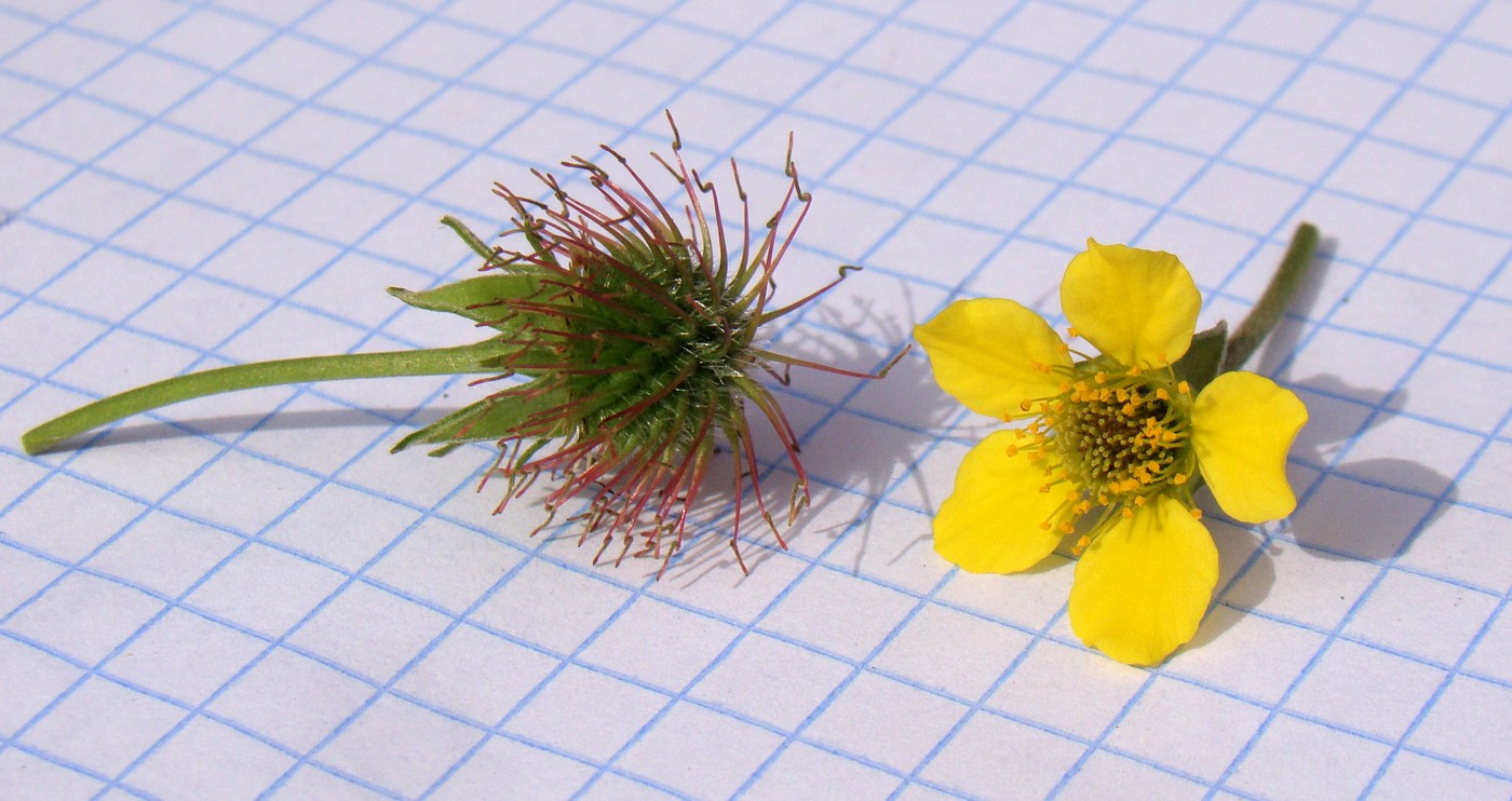 Image of Geum urbanum specimen.